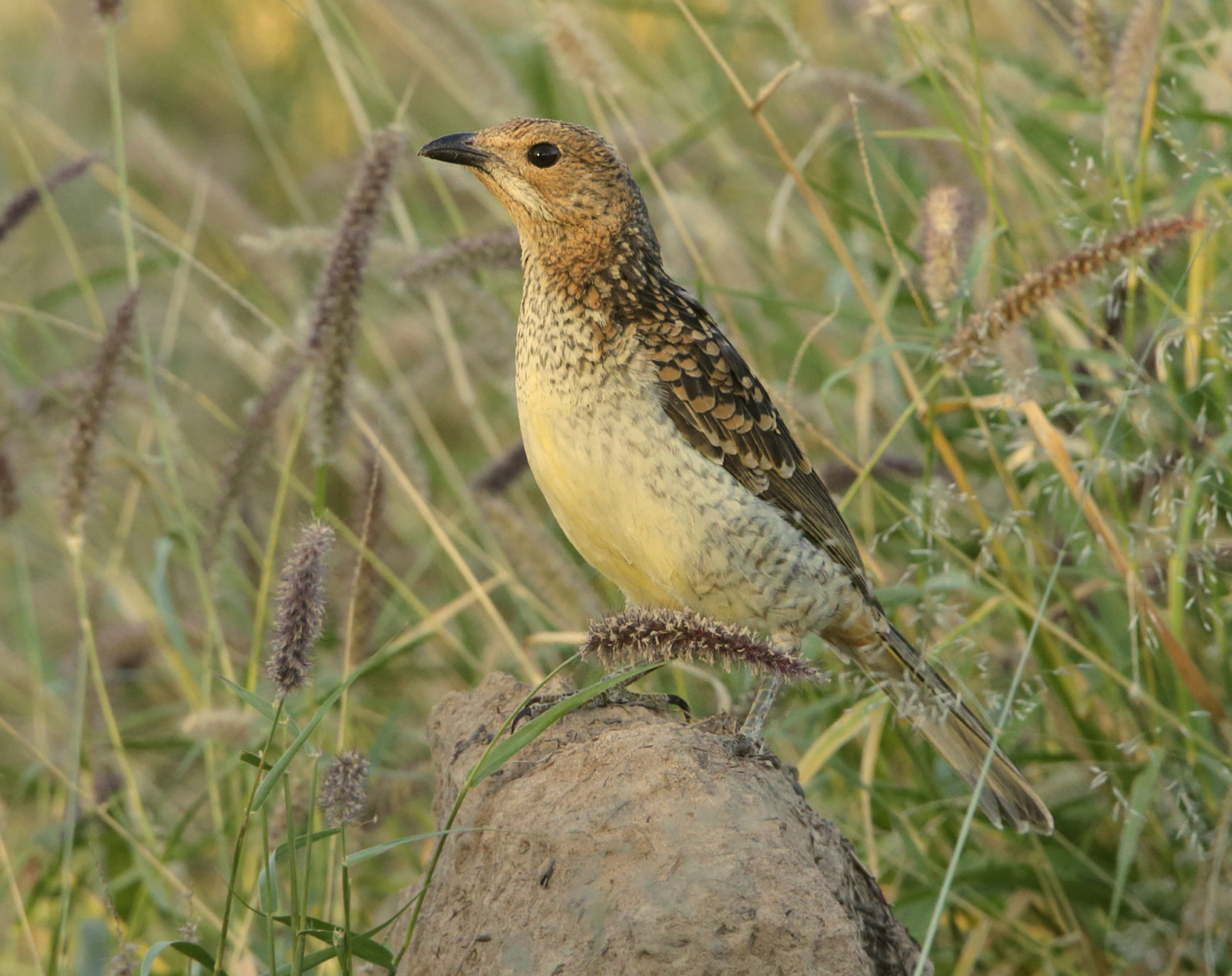image Spotted Bowerbird